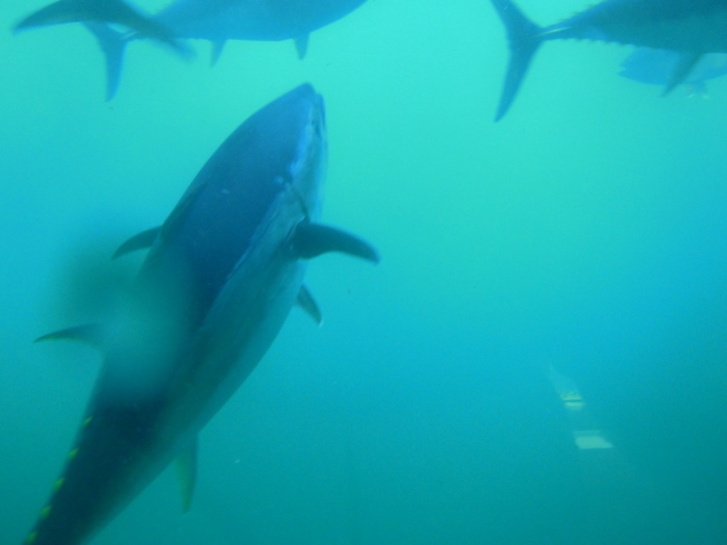 Ian said the Tuna were very powerful and move extremely fast in the water © Stephen Milne